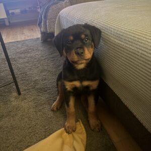 Tävlingsinriktad valpkurs!