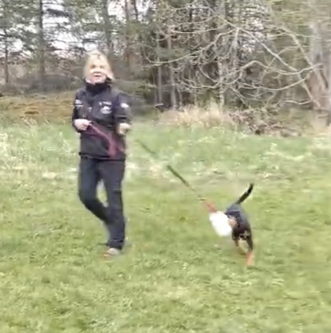Tävlingsinriktad valpkurs! - Bild 2